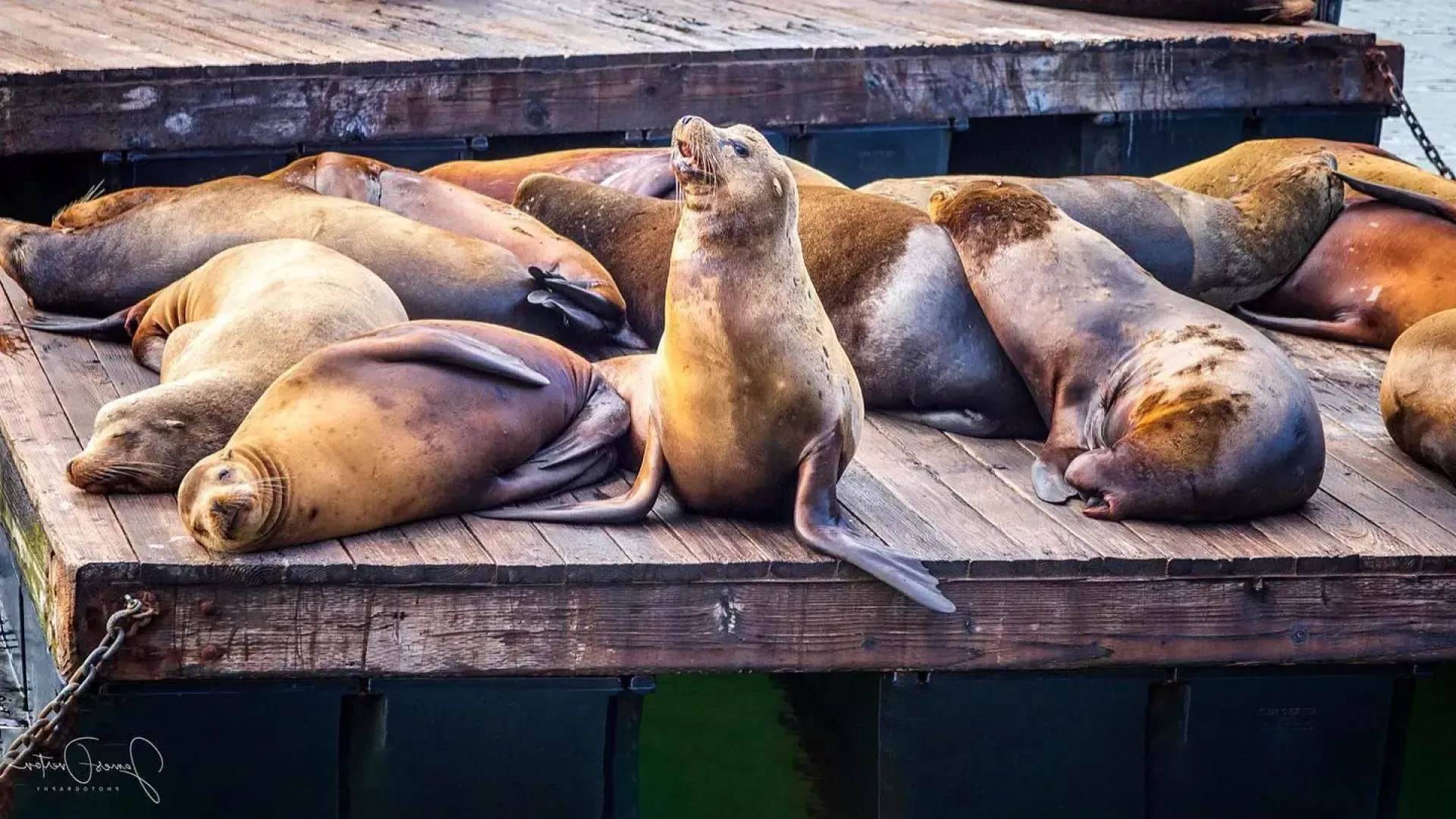 Sea Lions rest on 码头39's K Dock